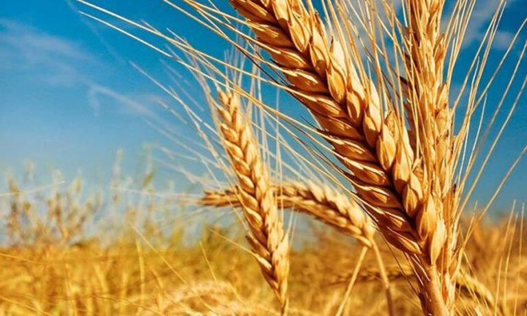 Trigo en Entre Ríos: el 96% del cultivo se encuentra en estado entre Bueno y Muy Bueno