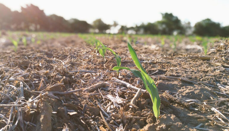 Entre Ríos: avanza la siembra de maíz de primera y girasol en la campaña 2025/26