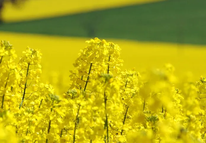 Estiman un Crecimiento del 87% en la Producción de Brassicáceas en Entre Ríos impulsado por Colza, Camelina y Carinata