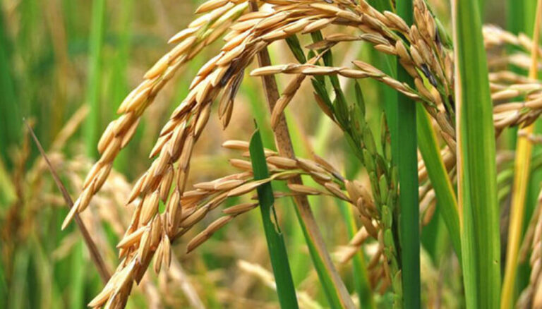 El Arroz se Dispara al 84% de Siembra en Entre Ríos; el Sorgo Cae un 45% ante el Retorno al Maíz