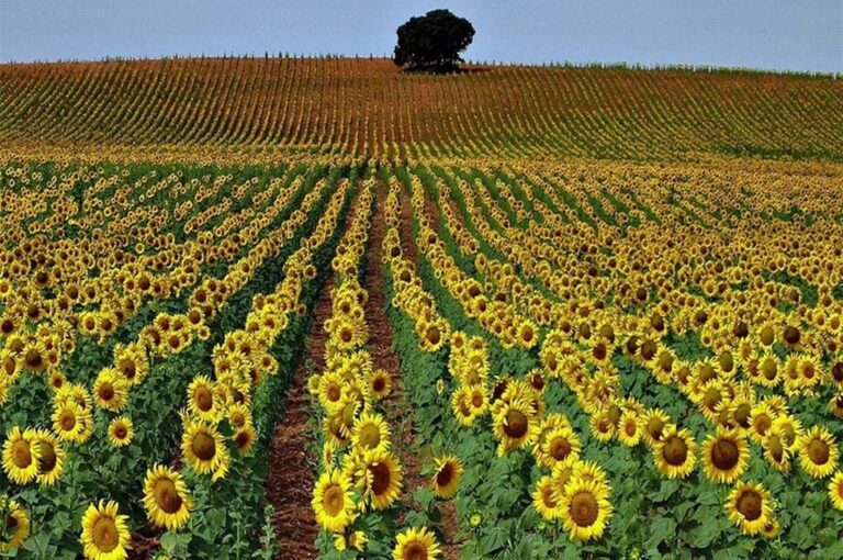 El 98% del Girasol Entrerriano se Encuentra en Condición Buena a Muy Buena