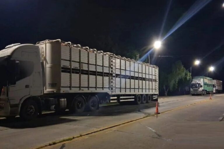 Detectan Garrapatas en 141 Bovinos que Ingresaban a Entre Ríos desde Corrientes