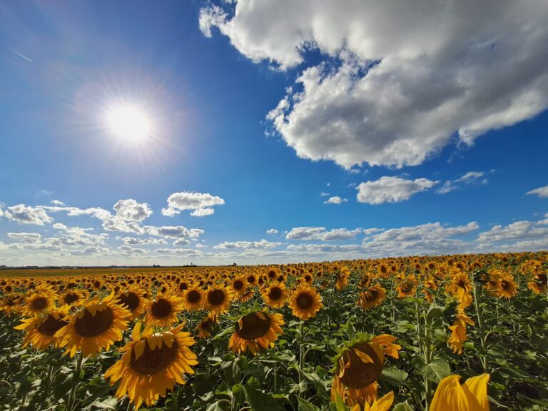 El 96% del Girasol en Entre Ríos Muestra una Condición Sanitaria entre Buena y Muy Buena