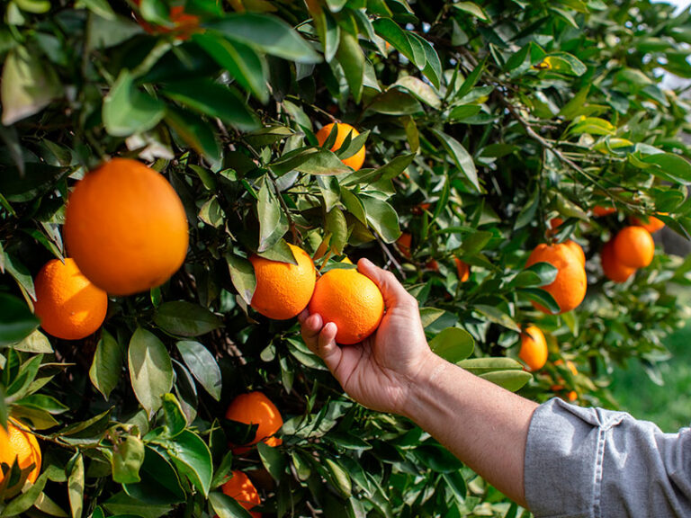 citricultores entrerrianos se capacitan en estrategias avanzadas para el control de la mosca de los frutos