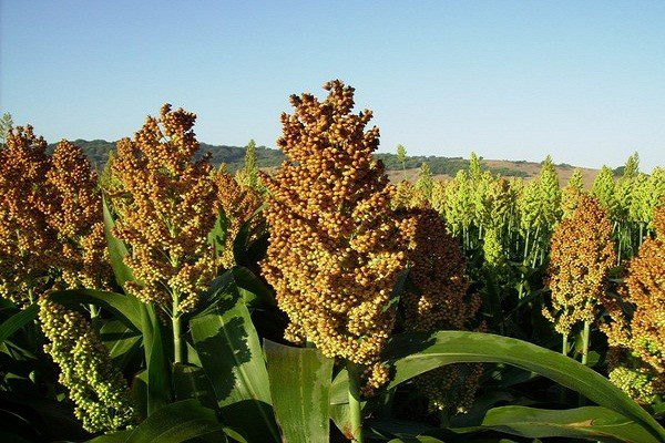 El sorgo entrerriano resiste: el 94% de los cultivos mantiene una condición entre buena y muy buena