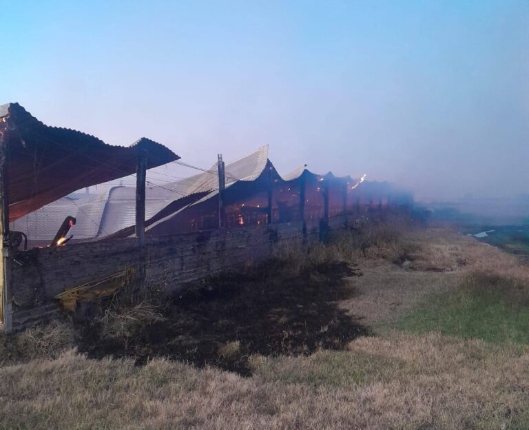 Desolador incendio en un criadero: murieron 500 cerdos y las pérdidas son totales