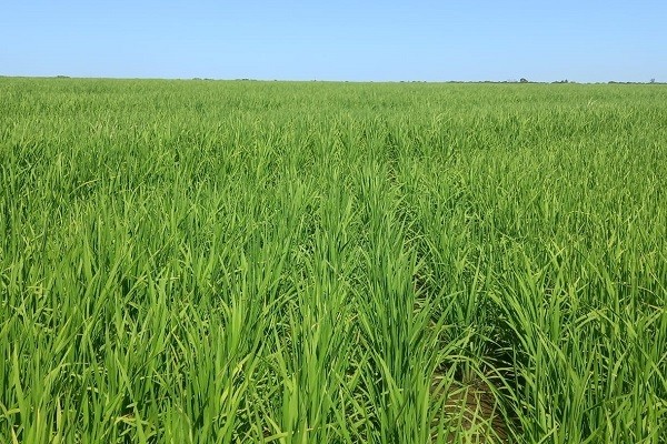 El arroz entrerriano atraviesa una temporada excepcional: el 97% del área presenta condiciones óptimas