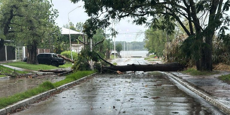 Concordia bajo tormenta: el municipio despliega asistencia ante caídas de árboles y cortes de servicios
