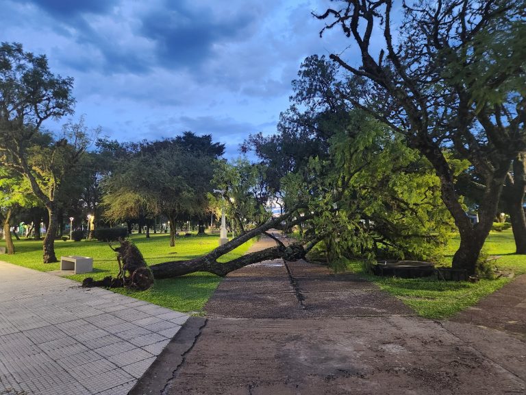 SAN SALVADOR: Vientos fuertes provocaron voladuras de techos, caídas de árboles y evacuados tras la tormenta