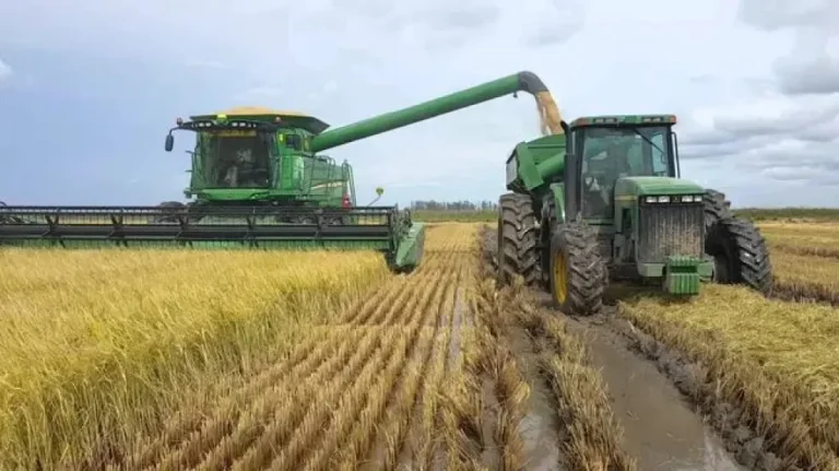 La fuerte caída en la siembra de arroz que pone en alerta al campo entrerriano