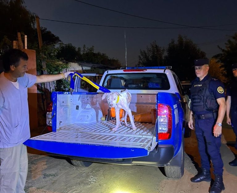 Rescataron a un perro que sufría un calvario de maltrato y abandono tras una denuncia que conmovió a todos