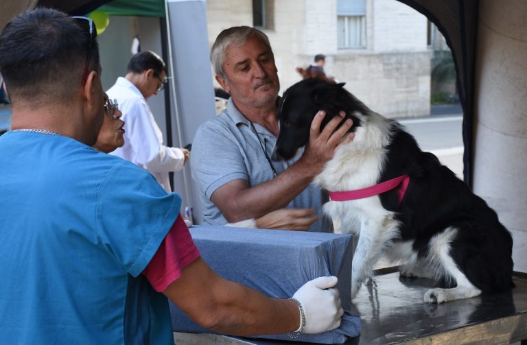 Mirá dónde podés castrar y vacunar gratis la próxima semana en Concordia