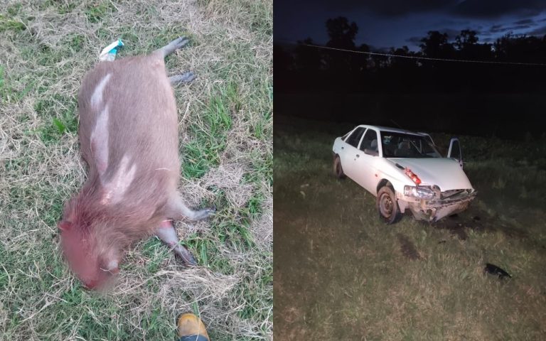 Chocaron contra un carpincho, volaron sobre el guardarraíl y terminaron contra una columna