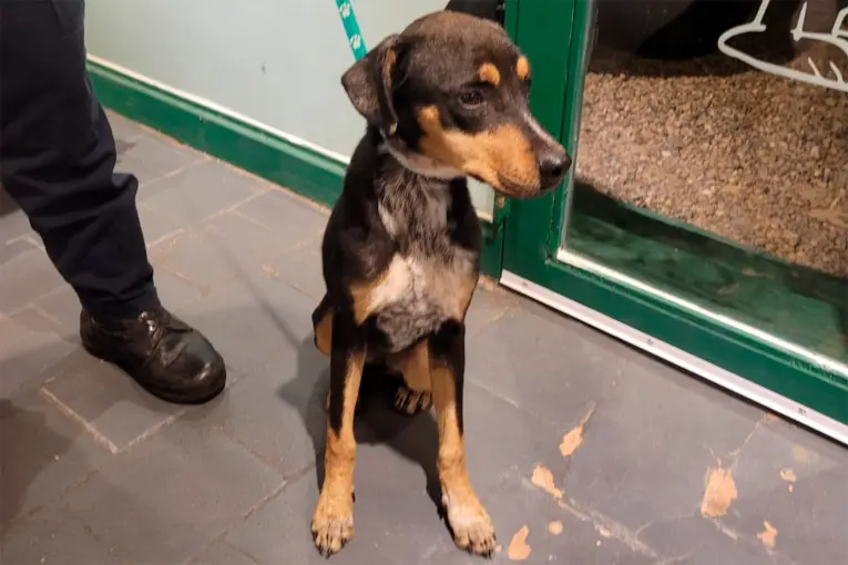 Rescataron a una perra desnutrida tras denuncia por maltrato animal