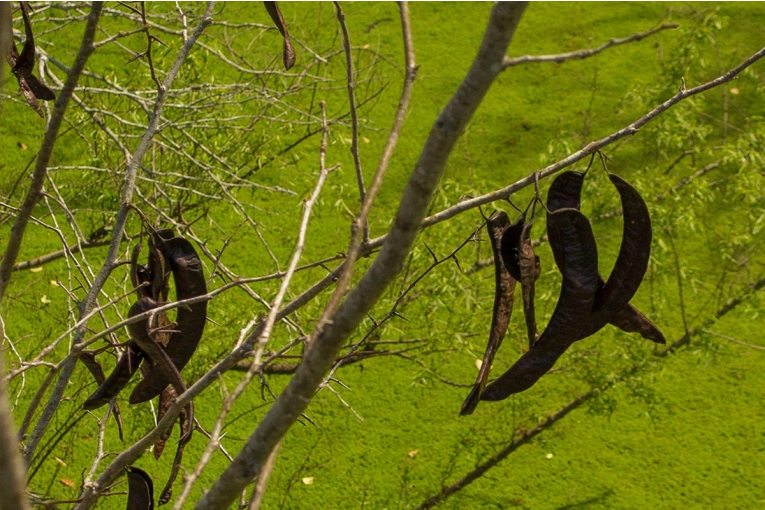 Capacitación sobre el control de la acacia negra en Entre Ríos