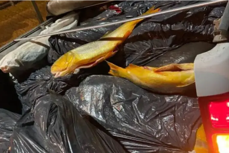 Decomisan casi 500 kilos de pescados en control policial en Corrientes