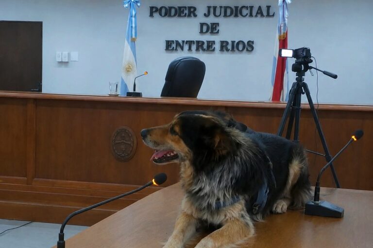 Condena por maltrato animal: un paso hacia la justicia en Santa Anita