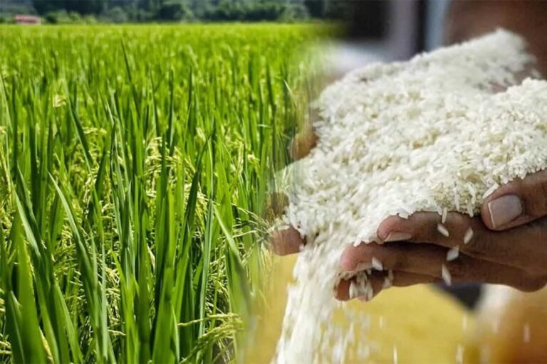 La Crisis del Arroz en Entre Ríos: Productores Alerta Sobre Despidos y Abandono de Cultivos