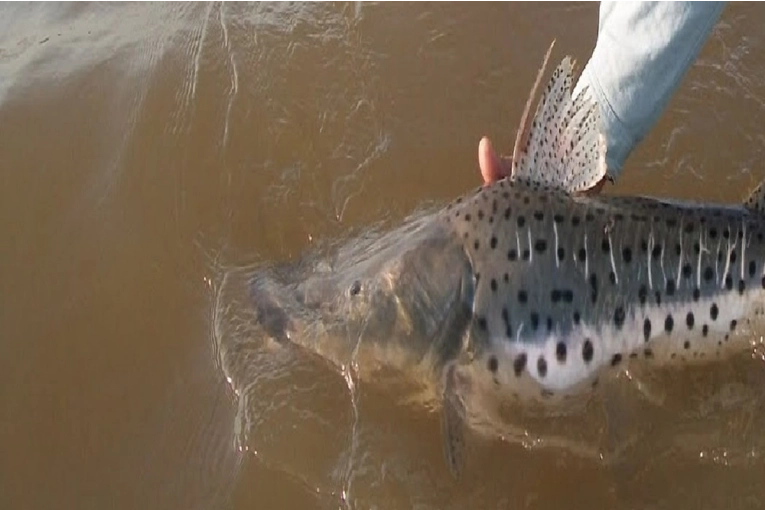 Prohíben la pesca del surubí pintado en el río Uruguay para proteger su población