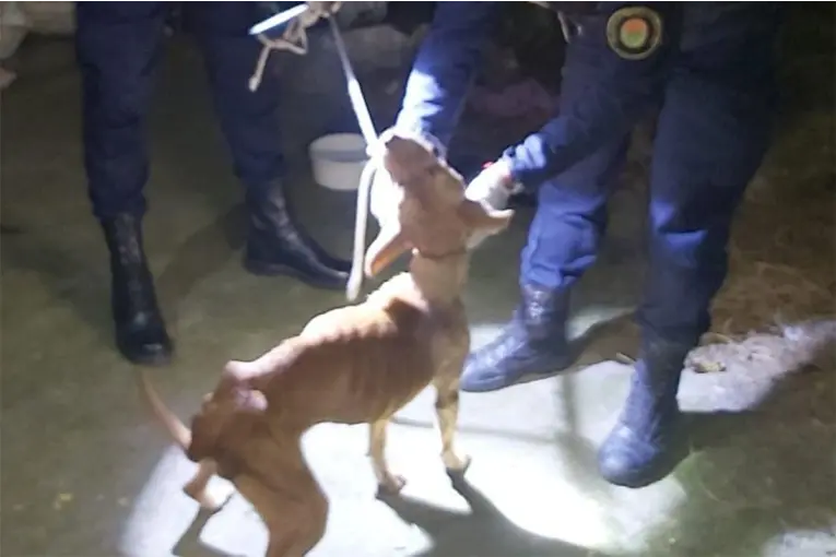Rescatan a perra en situación de abandono tras denuncia de maltrato