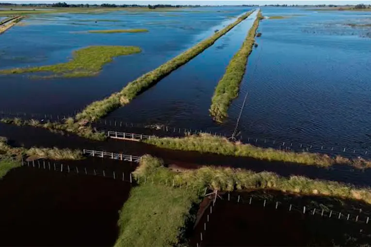 Productores del Delta se Preparan ante el Amenazante ‘Súper Niño’