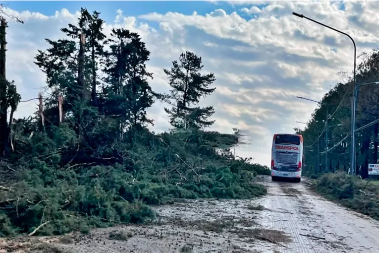 Devastadora Tormenta en Concordia: Caída de Árboles y Cortes de Luz Afectan a la Ciudad