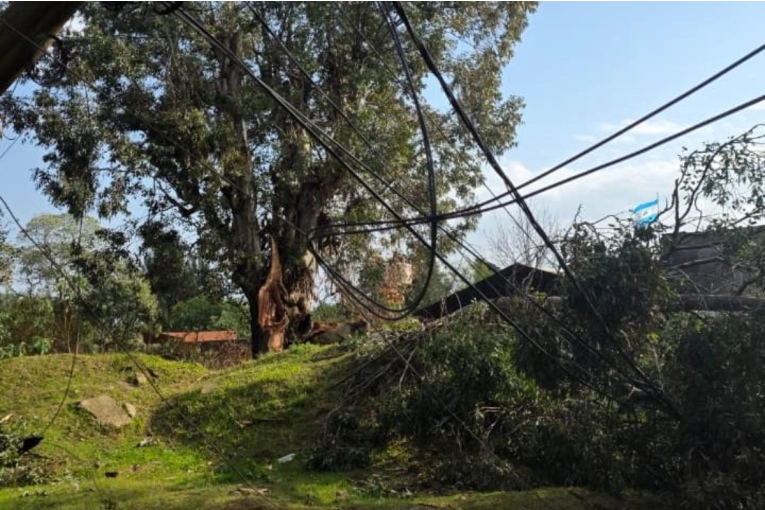 Tragedia en Concordia: Una mujer pierde la vida tras la caída de un árbol durante el temporal