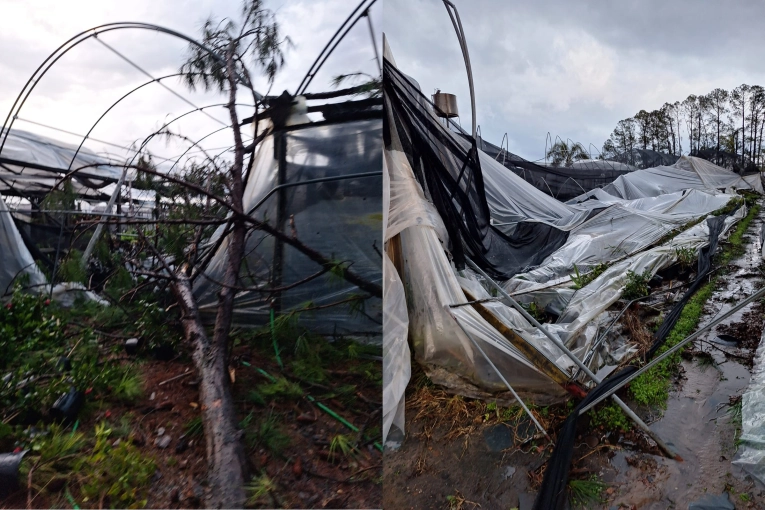 Devastadora tormenta en Concordia: Vivero Taguchi sufre daños sin precedentes