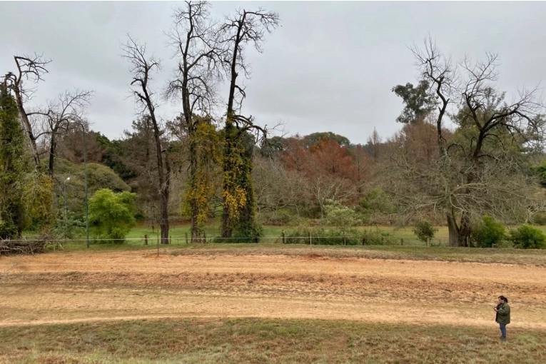 Alerta en el Parque San Carlos: Cuatro árboles en riesgo de caída tras tormenta