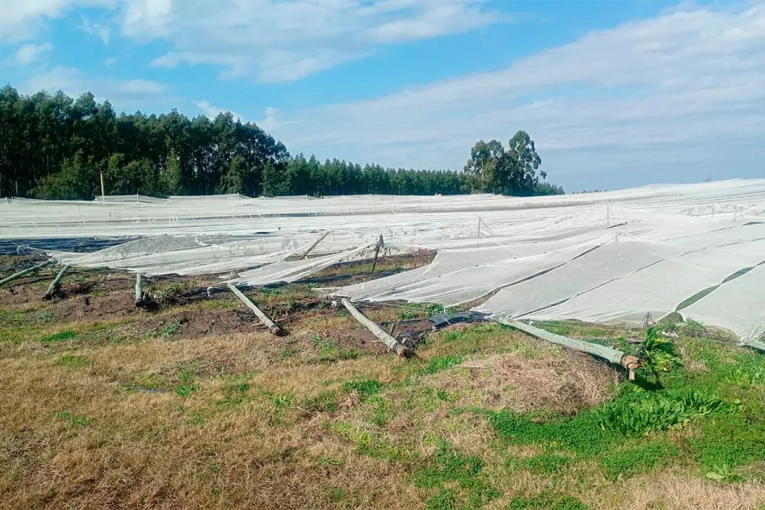 Temporal Devastador en Concordia: Productor de Arándanos Reporta Pérdidas de $300 Millones