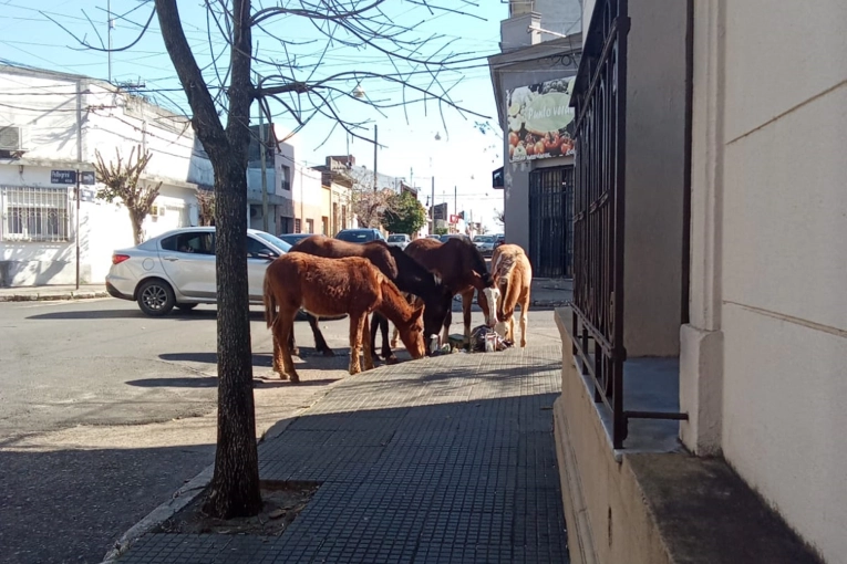 Preocupación en Concordia por Caballos Sueltos en el Centro
