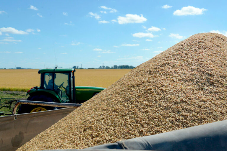 Crisis Arrocera: Productores Pequeños en Riesgo por Caída de Precios y Aumento de Costos
