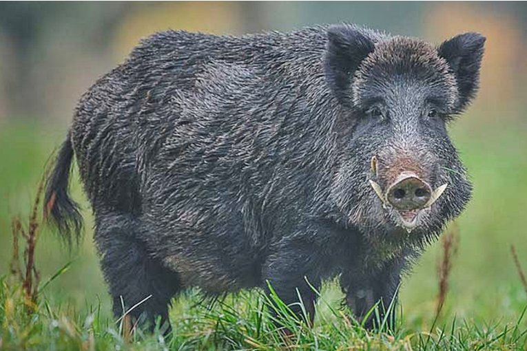 Estudiantes de Concordia crean mortadela de jabalí para combatir plagas