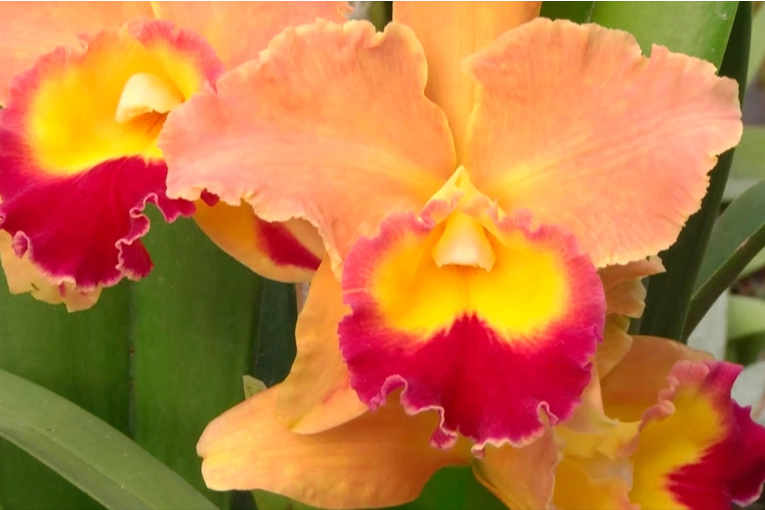 Concordia se Prepara para la Exhibición “Orquídeas en el Río”