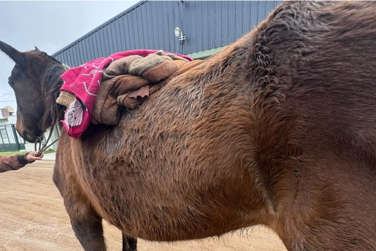 Concordia: Intervienen tras detectar maltrato animal y retienen un caballo