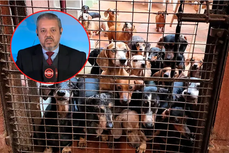 Expertos Critican Proyecto para Regular Criaderos de Animales: “Faltan Definiciones Claves”