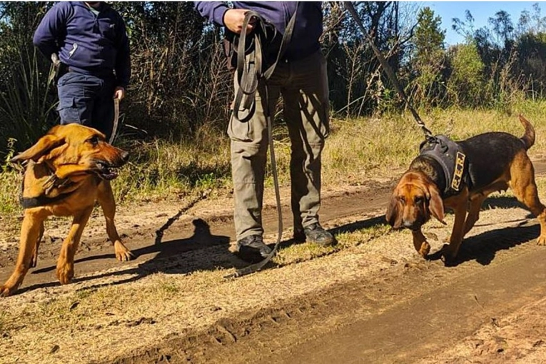Perros Policiales Localizan a Hombre Desaparecido en Zona Rural