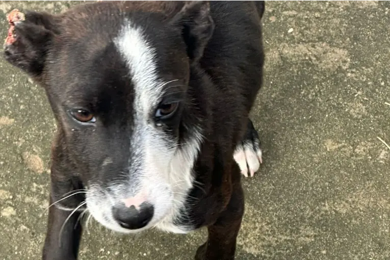 Rescatan a Dos Perros en Estado Crítico en Concordia