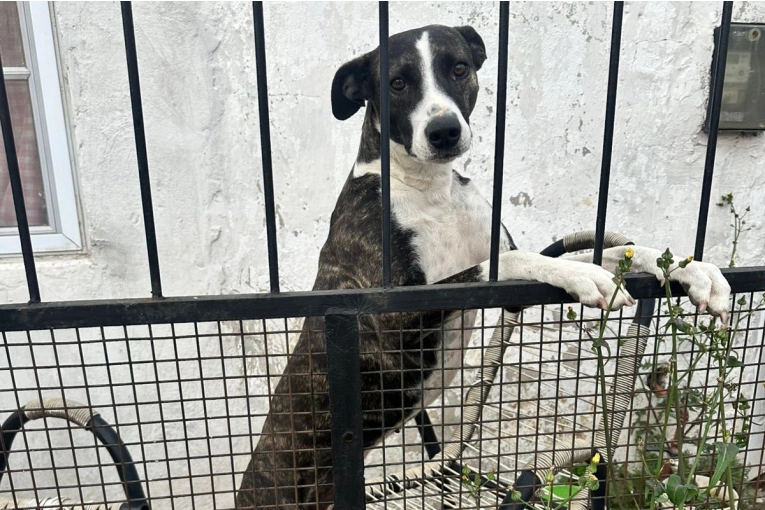 Rescatados Dos Perros en Situación Crítica de Desnutrición