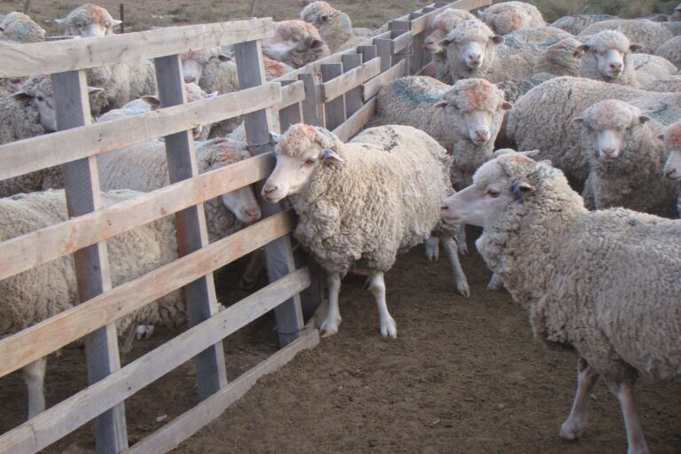 Créditos a Tasa Cero para Jóvenes Productores de Ovinos y Caprinos