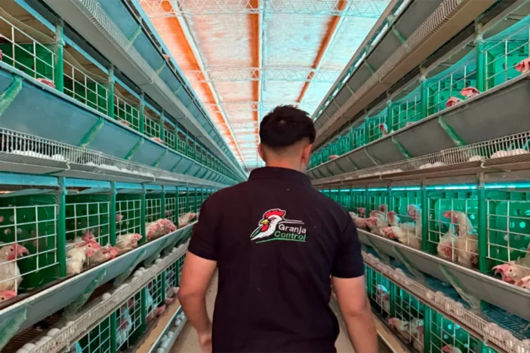 Joven de Entre Ríos revoluciona la avicultura con una innovadora app