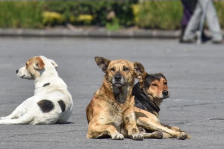 Indemnización millonaria tras ataque de perros: La Justicia falla a favor de la víctima