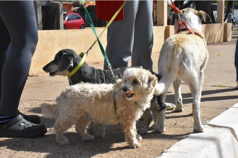 Concordia Implementa Nuevas Jornadas de Esterilización Gratuita para Mascotas