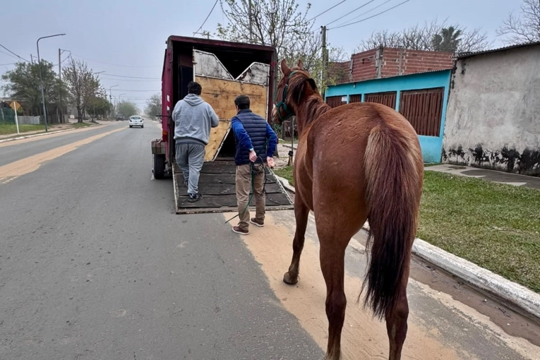 La Policía Interviene para Retener un Caballo Suelto en Concordia