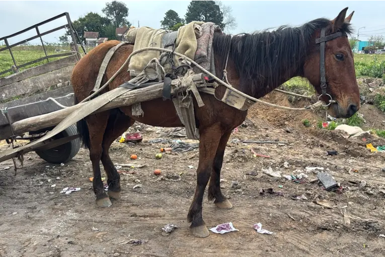 Intervención Policial por el Estado de un Caballo en Concordia