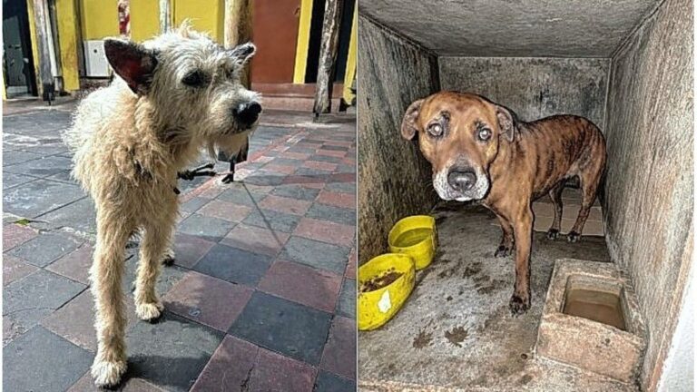 Investigación en Caseros por Maltrato Animal: Hombre Disparó y Atropelló a un Perro