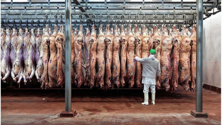 La Ganadería en Crisis: Entre Ríos Registra una Pérdida Histórica de Bovinos La Ganadería en Crisis: Entre Ríos Registra una Pérdida Histórica de Bovinos