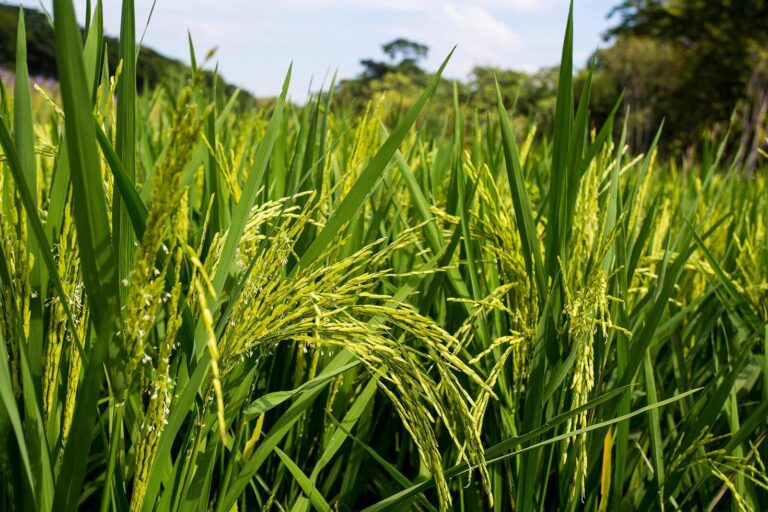 Nace la Mesa de Arroz del Programa Argentino de Carbono Neutro
