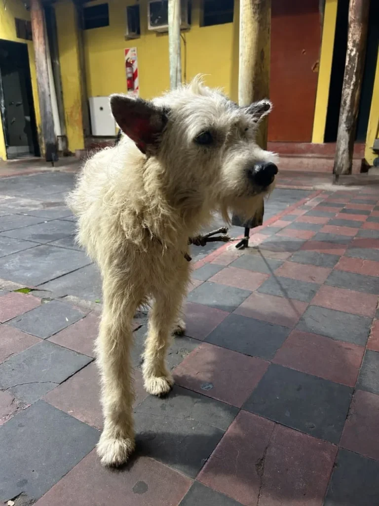 Intervención Municipal: Dos Perros Rescatados por Presunto Maltrato Intervención Municipal: Dos Perros Rescatados por Presunto Maltrato
