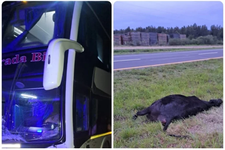 Accidente en la Autovía Artigas: Micro colisiona con un animal suelto